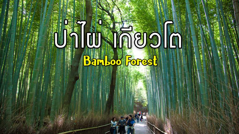 ป่าไผ่ (Bamboo Forest) – อาราชิยาม่า – เที่ยวเกียวโต
