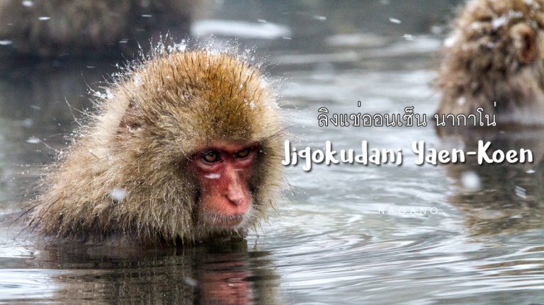 ลิงแช่ออนเซ็น Snow Monkey Park – นากาโน่