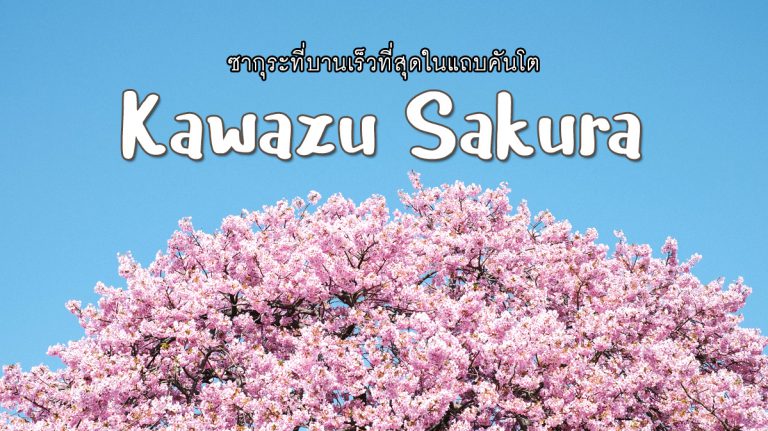 คาวาซุ ซากุระ Kawazu Sakura 2024 บานเร็วสุดในแถบคันโต
