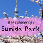 ชมซากุระที่สวนสุมิดะโตเกียว
