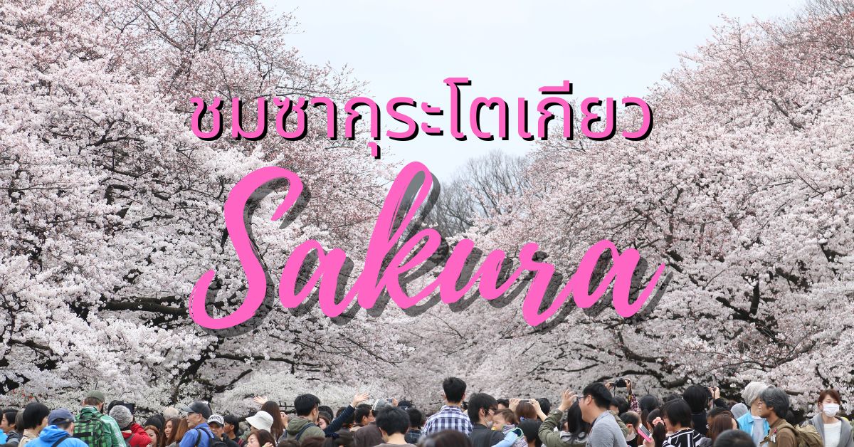 Tokyo Sakura ชมซากุระ โตเกียว