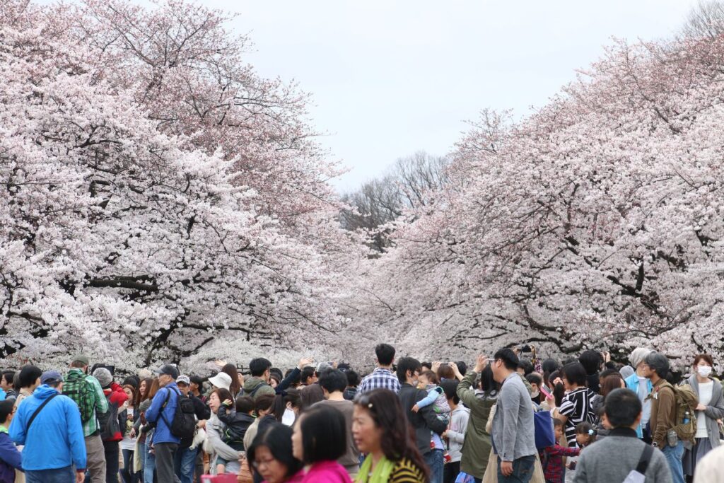 Ueno park Sakura